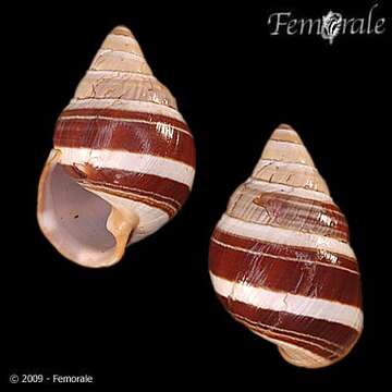 Image of Achatinella