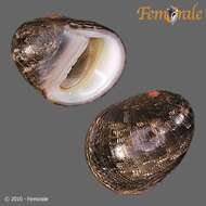 Image of <i>Nerita rumphii</i> Recluz 1841