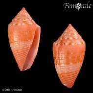 Image of Conasprella damasoi (Cossignani 2007)