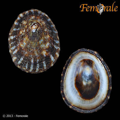 Image of limpet
