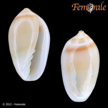 Image of Cystiscidae Stimpson 1865