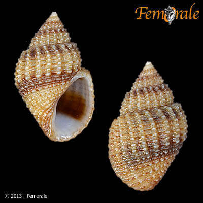 Image of Paludomidae