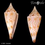 Image of Conasprella Thiele 1929