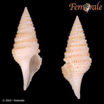 Plancia ëd Turridae H. Adams & A. Adams 1853