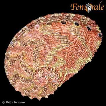 Image de Haliotoidea Rafinesque 1815