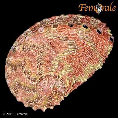 Image de Haliotoidea Rafinesque 1815