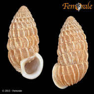 Image of Cerionidae