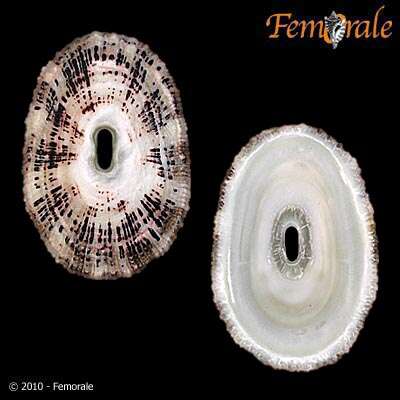 Image of Fissurellinae J. Fleming 1822