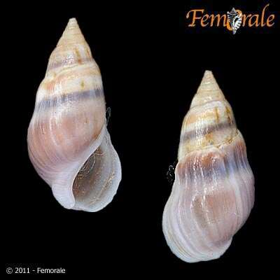 صورة Melanopsidae