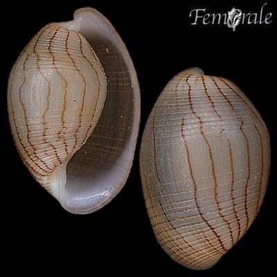 صورة Haminoeoidea Pilsbry 1895