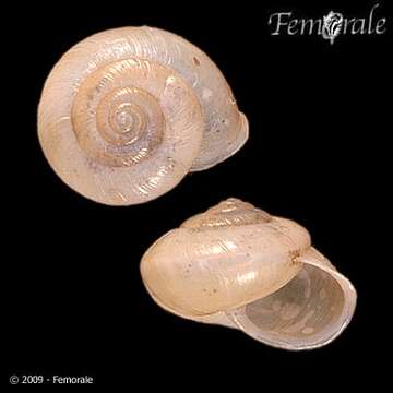 Image of bush snails