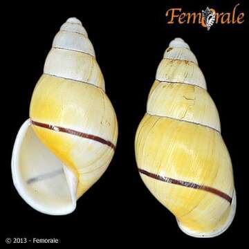 Image of <i>Amphidromus inconstans</i> Fulton 1898