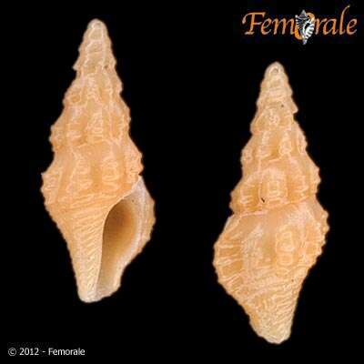 Image of Pseudomelatomidae J. P. E. Morrison 1966