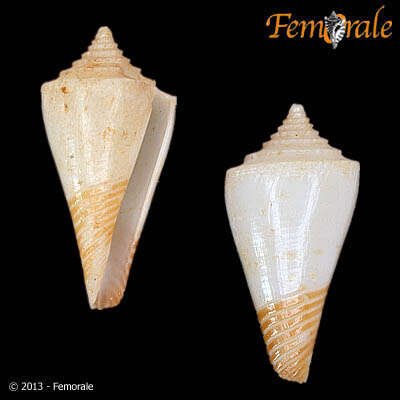 Image of Conasprella Thiele 1929