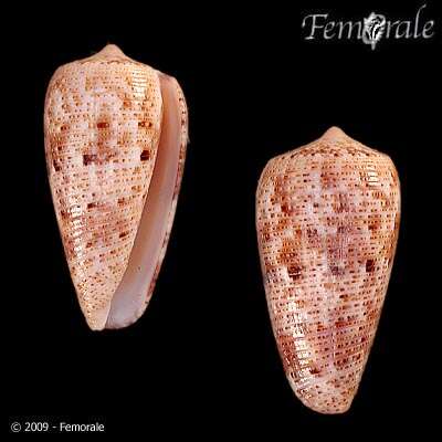 صورة Conus Linnaeus 1758