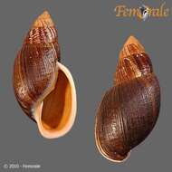 Image of Flax snail