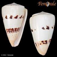 Image of cone snails