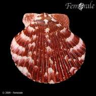 Image of Argopecten Monterosato 1889