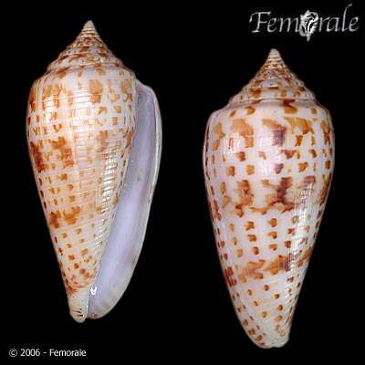 Image of Conus lynceus G. B. Sowerby II 1858