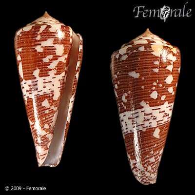Image of Conus thomae Gmelin 1791