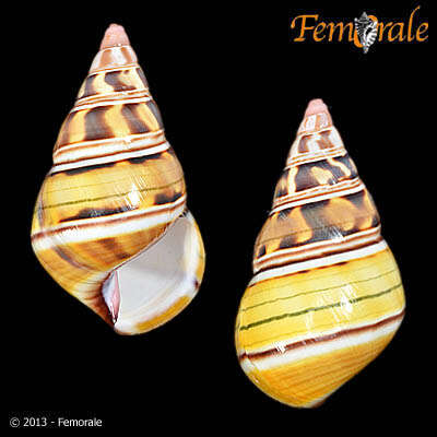 Image of Orthalicidae