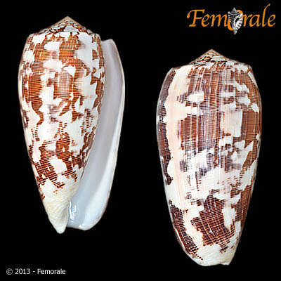 Image of cone snails