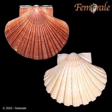 Pecten O. F. Müller 1776 resmi