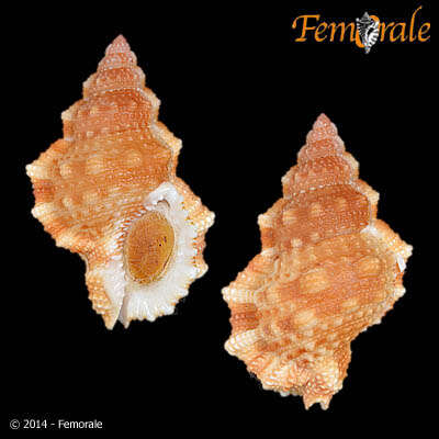 Image of frog shells