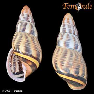 Image de Amphidromus Albers 1850