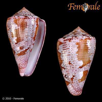 Image de Conus Linnaeus 1758