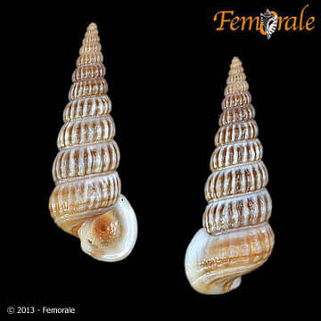 Image of Potamididae