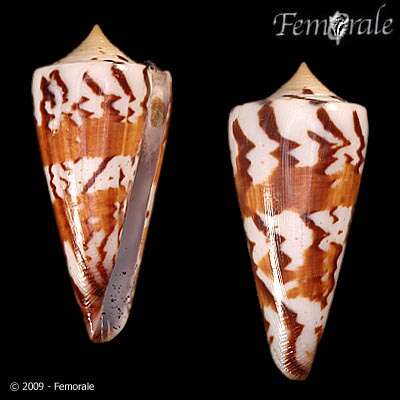 Image of Conus Linnaeus 1758