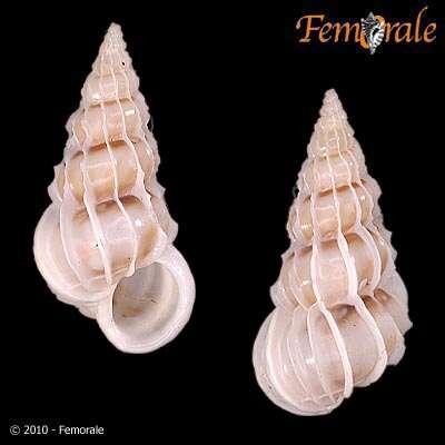 unclassified Gastropoda resmi