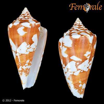 Conus amadis Gmelin 1791的圖片