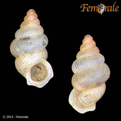 صورة Cyclophoroidea