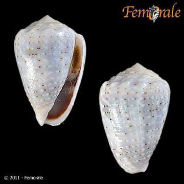 Image of cone snails