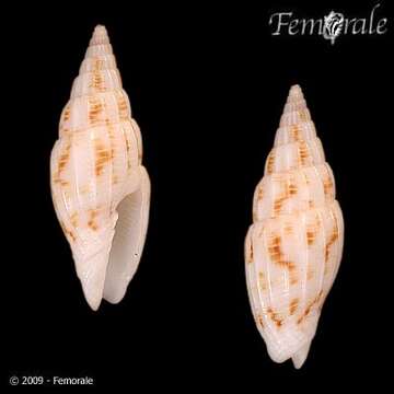 Vexillum scitulum (A. Adams 1853)的圖片