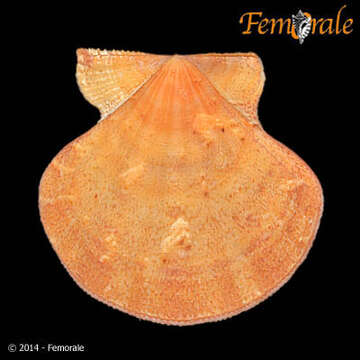 Image of Pectiniidae