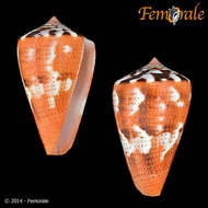 Image of Conus Linnaeus 1758