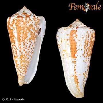 Image of Conus thomae Gmelin 1791