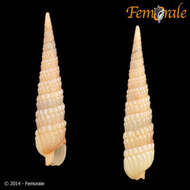 Image of Needle Whelks