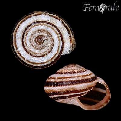 Image of Helicellidae