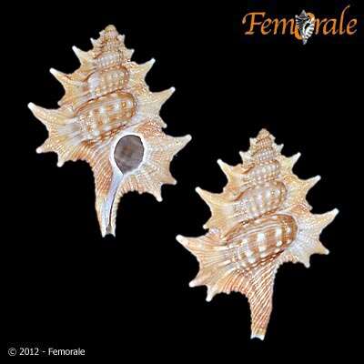 Image of triton shells