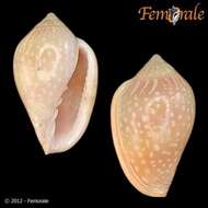 Image of Marginella Lamarck 1799