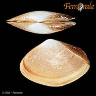 Image of surfclam