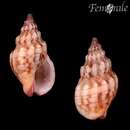 Imagem de Cominella glandiformis (Reeve 1847)