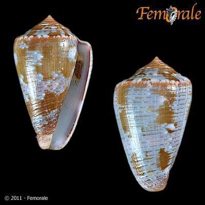 Image de Conus Linnaeus 1758