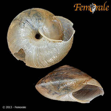 Image of Canariellidae