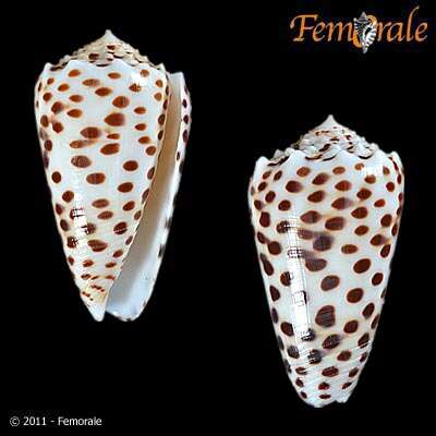 Image of cone snails