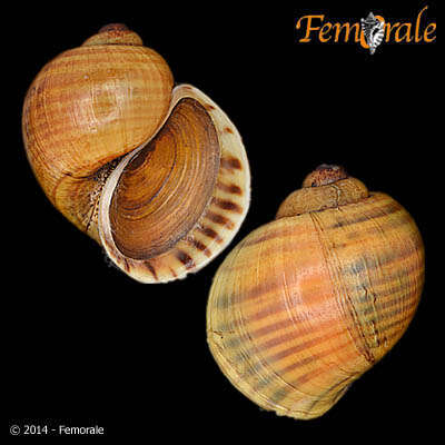 <i>Pomacea lineata</i> Spix 1827 resmi